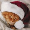 Dekorszalvéta - Cute Cat